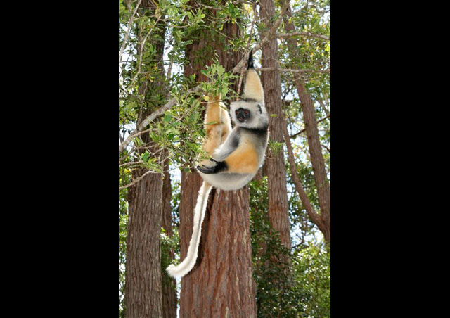 One of the world’s largest lemurs, this is the endangered, and gymnastic, Diademed Sifaka.